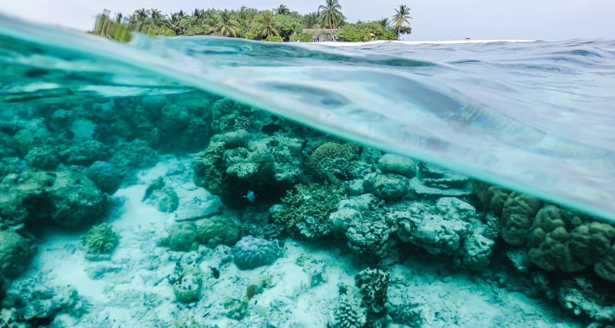 Protege Q. Roo playas y arrecifes para garantizar reactivación económica