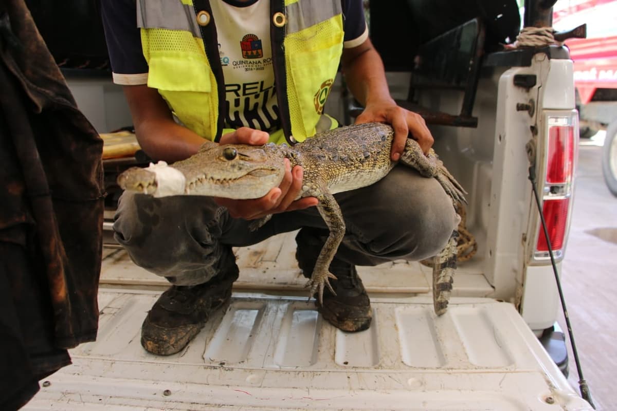 Rescatan a lagarto en José María Morelos