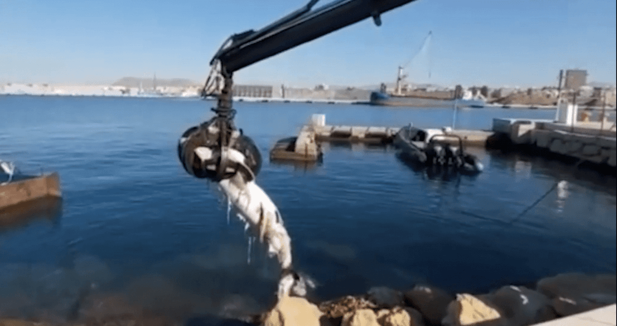 Video: Tiburón blanco de tres metros es hallado muerto