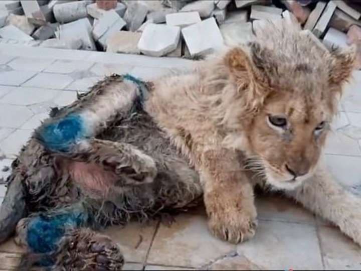 Rompen patitas a cachorro de león para que no escape; era usado para “entretenimiento”
