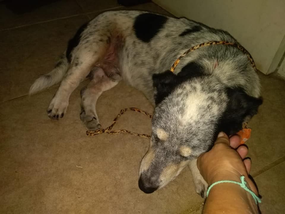 Lluvias y pandemia agudizan problema de animales abandonados en Playa del Carmen