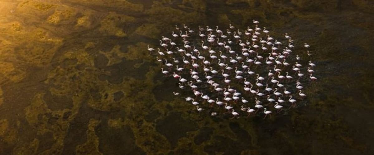 Fotógrafo capta increíble ilusión óptica con flamencos en el cielo