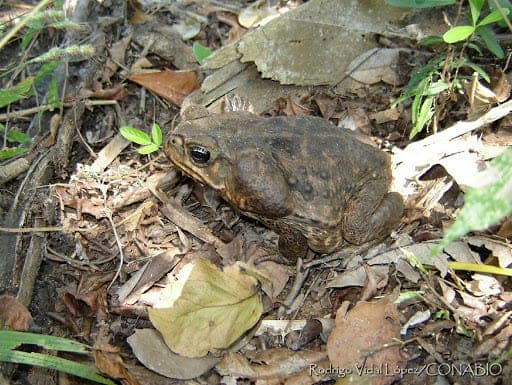 ¡Como plagas de Egipto! Ahora aparecen miles de sapos venenosos en EE.UU.