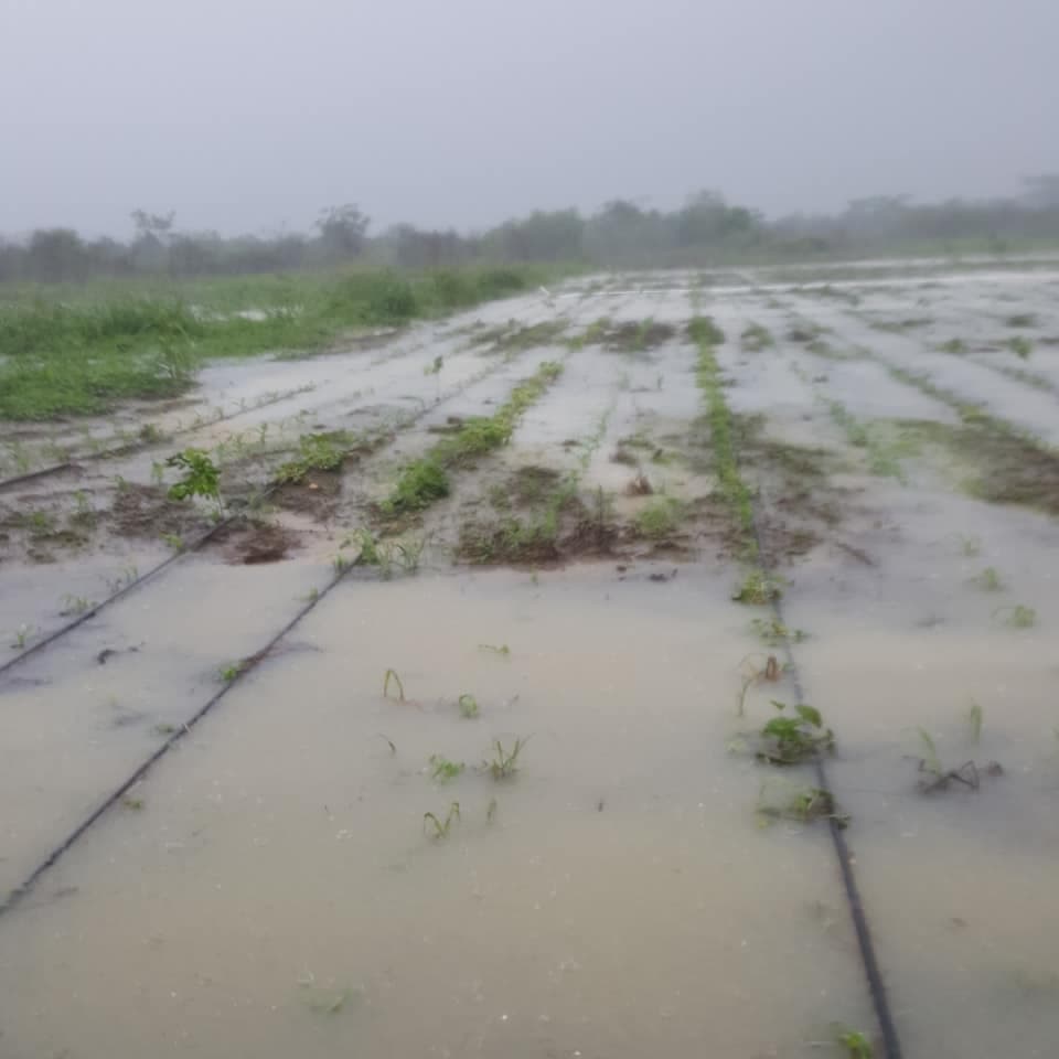 Intensas lluvias arruinan varios cultivos de maíz en Zaczuquil, Quintana Roo