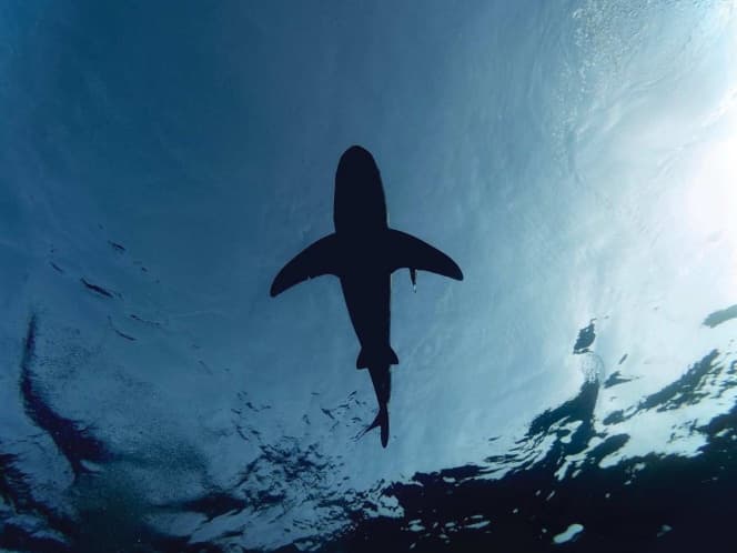 Dos nuevas especies de tiburón fueron descubiertas en islas Galápagos