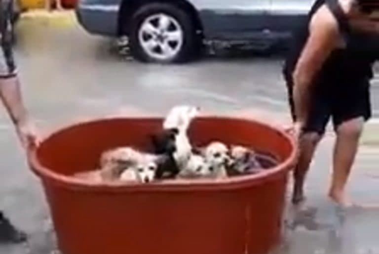 Video: Tras intensas lluvias en Tamaulipas, familia salva a sus perros en una tina