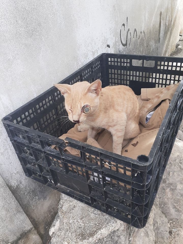 ¡Crueldad animal sin límites! Le sacan los ojos y la lengua a gato en Cancún
