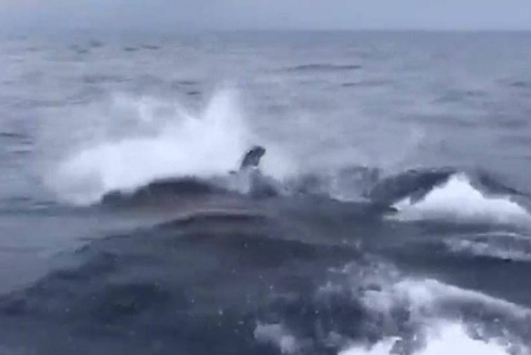 Captan increíble espectáculo de orcas negras