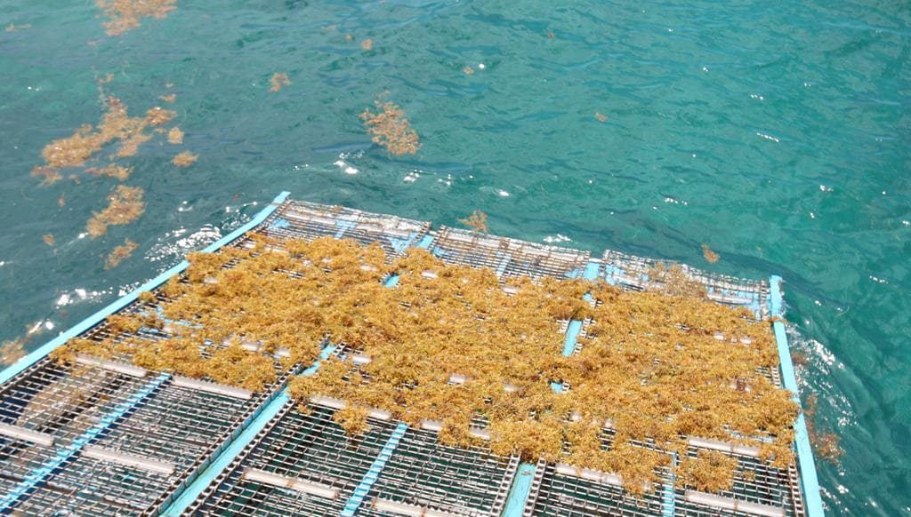 Demandan turistas a empresa por encontrar sargazo en playas de la Riviera Maya