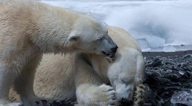 Osos polares podrían extinguirse antes de 2100, según estudio