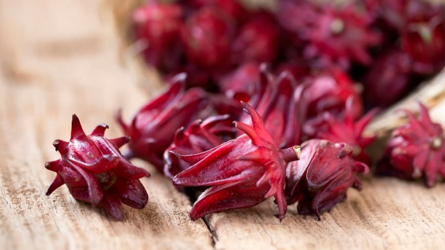 Flor de Jamaica: más eficaz que el cloro para matar bacterias