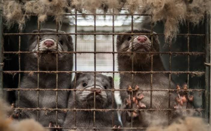 Sacrificarán casi 100 mil visones con coronavirus en España