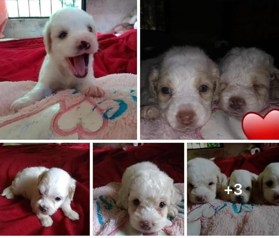 Lucran en redes sociales con cachorros en Cancún; los entregan enfermos de muerte