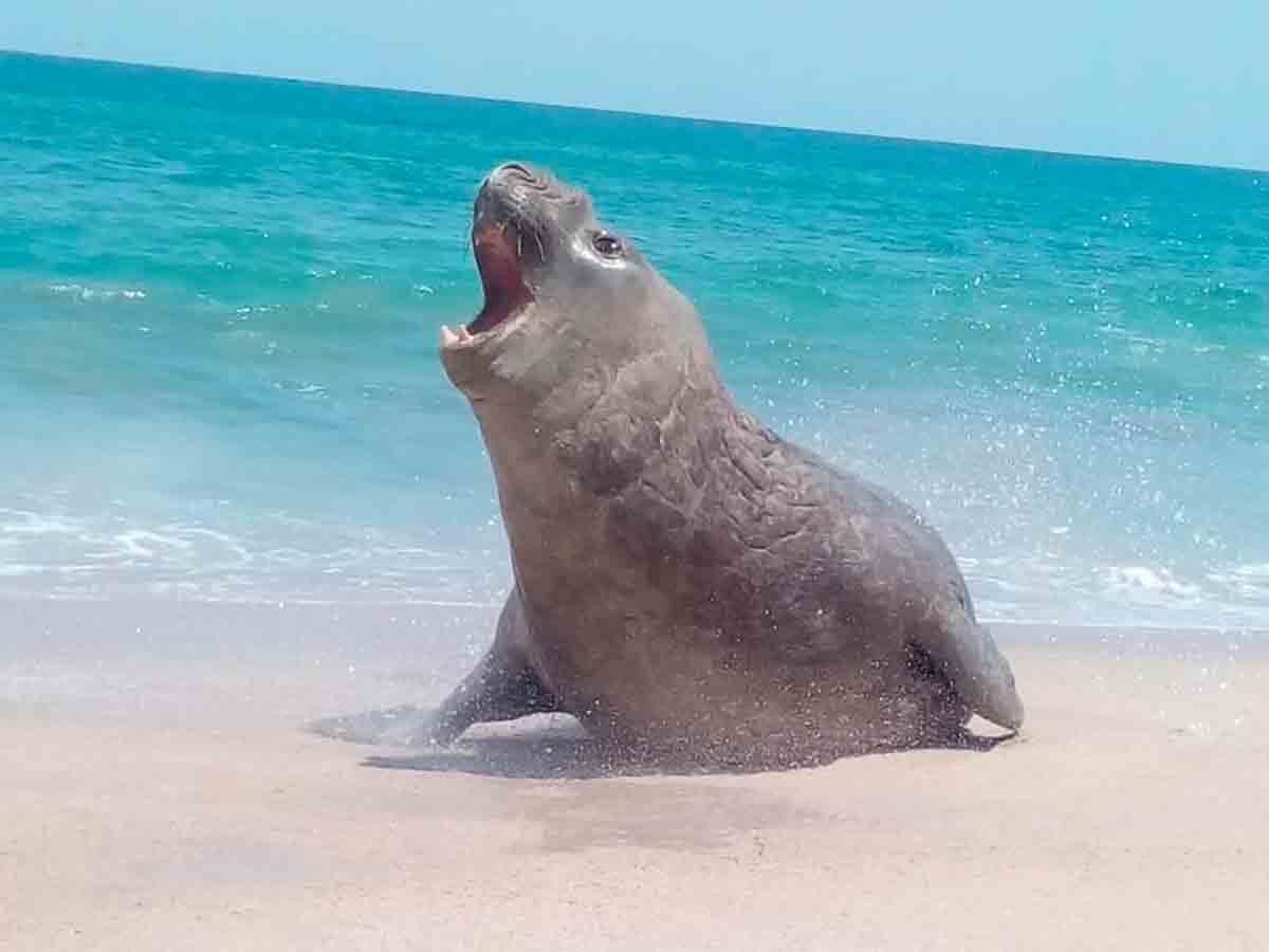 Video: Elefante marino descansa sobre la playa en Nayarit