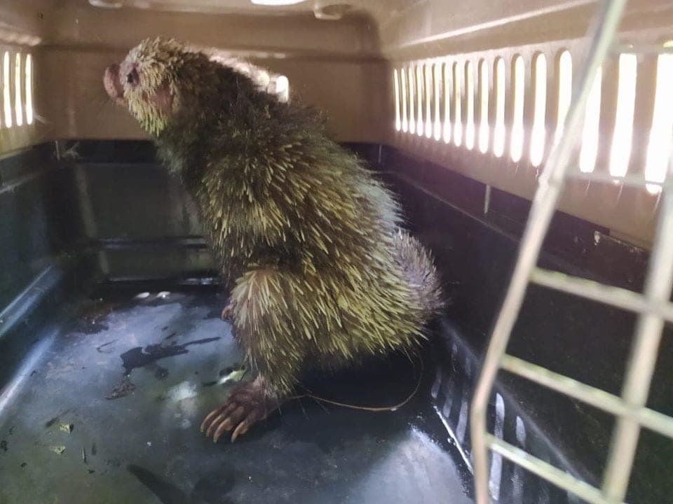 ¡Puercoespín perdido causa sensación es escuela de Chetumal!