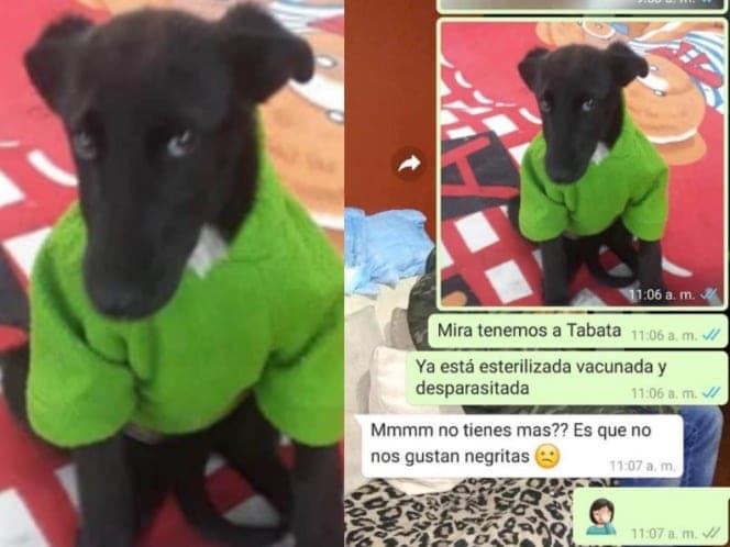 Rechazan adoptar perrita por ser negra