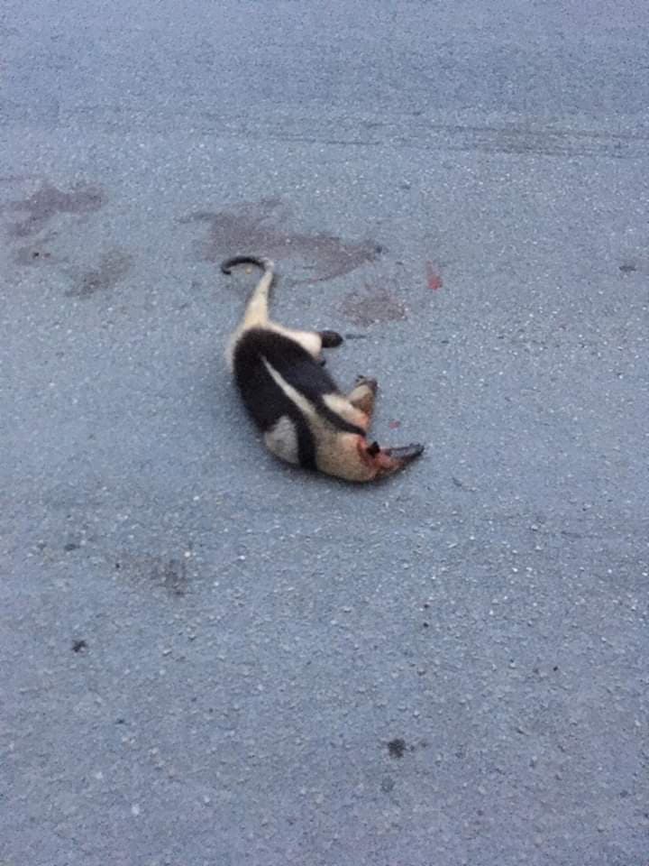 Ejemplar de oso hormiguero muere atropellado en Playa del Carmen