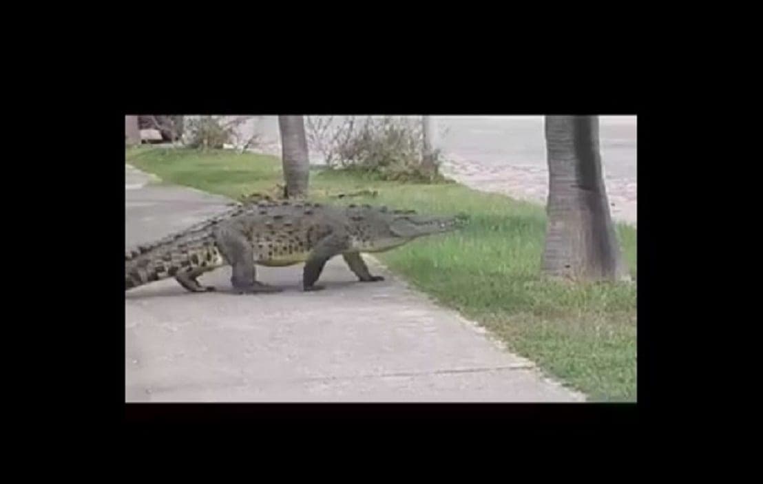 Video: Cocodrilo gigante da la vuelta por calles de Cancún