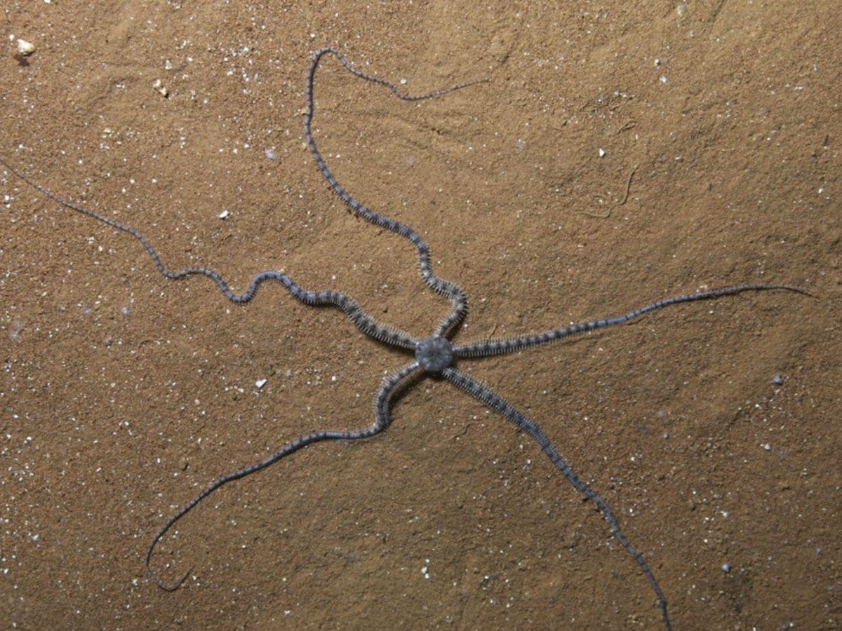 Expertos de la UNAM y la UQROO estudian al ofiuro cavernícola de Cozumel