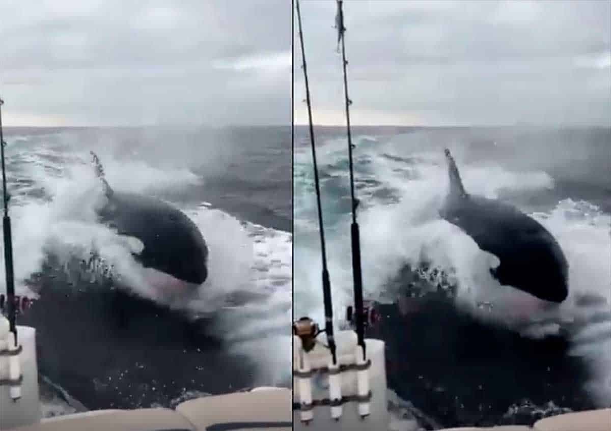 Video: Orcas aterrorizan y persiguen a grupo de pescadores; se viraliza