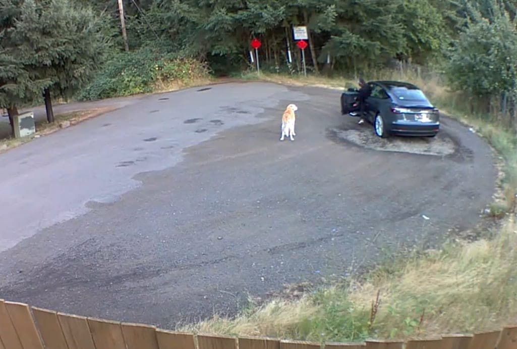 Video: Captan momento exacto cuando mujer abandona a su perro en una carretera
