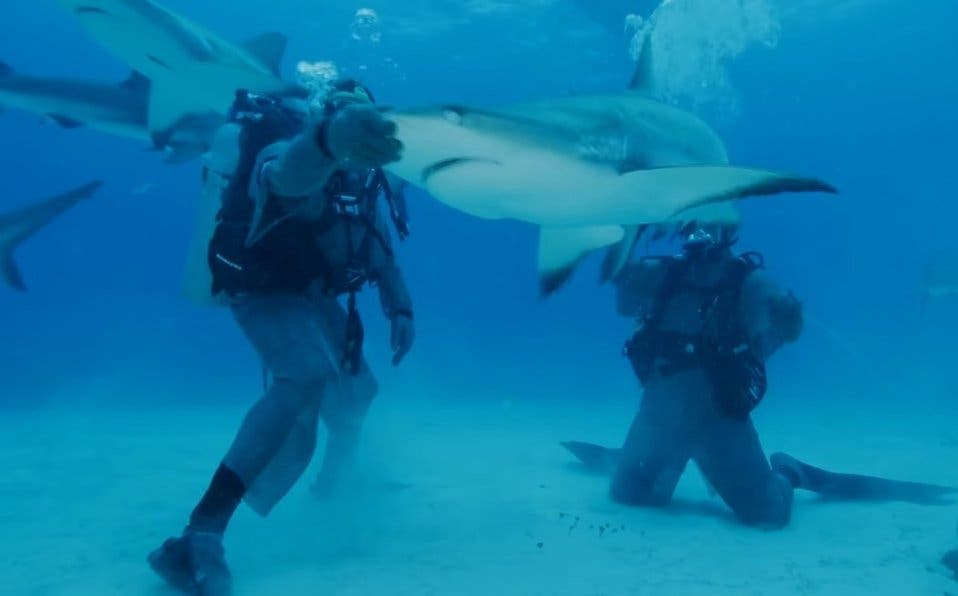 Mike Tyson "noquea" a un tiburón al tocar su nariz