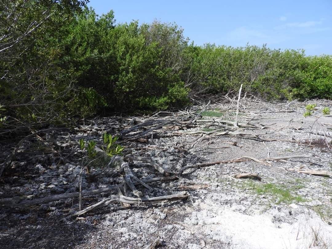 ¡Ecocidio en Cozumel al amparo del Ayuntamiento!