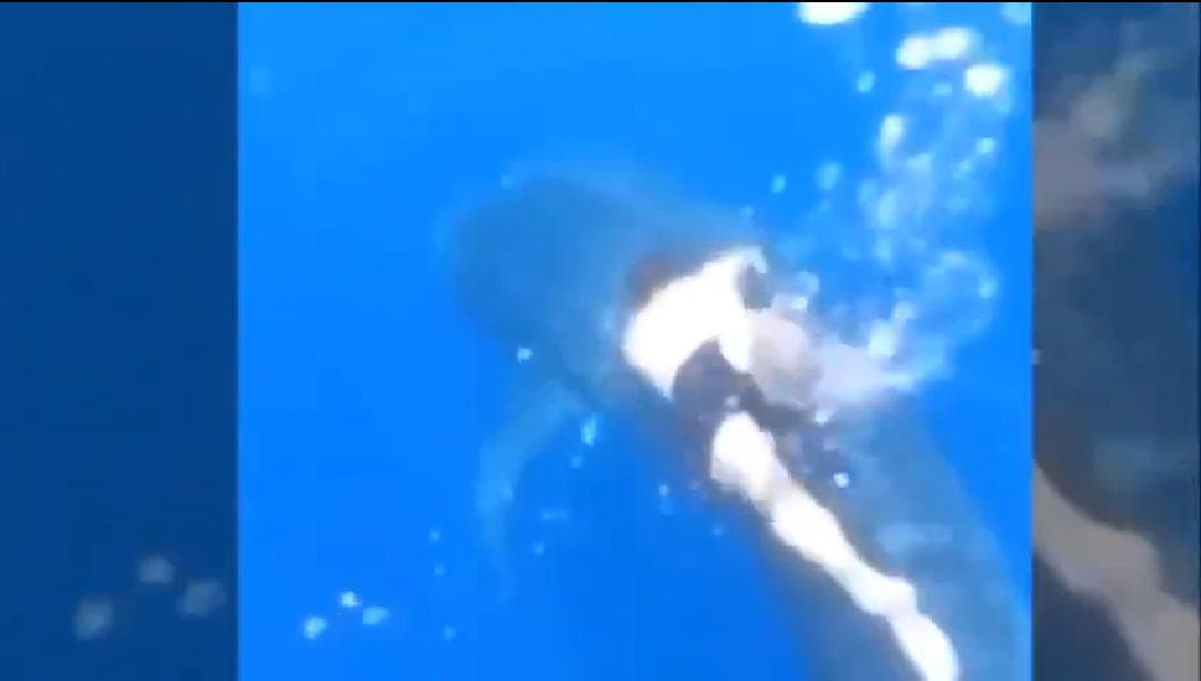 Empresario de Cancún monta un tiburón ballena; denuncian ante Profepa