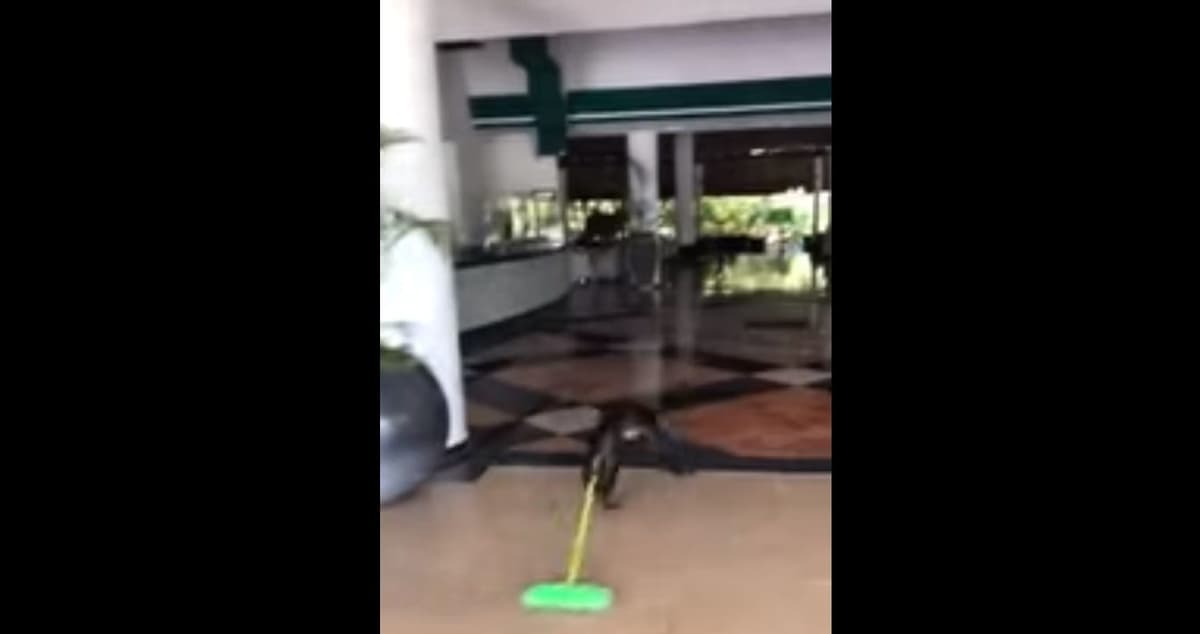 Video: Captan a monos "barriendo" en el hotel Sandos Caracol de Playa del Carmen