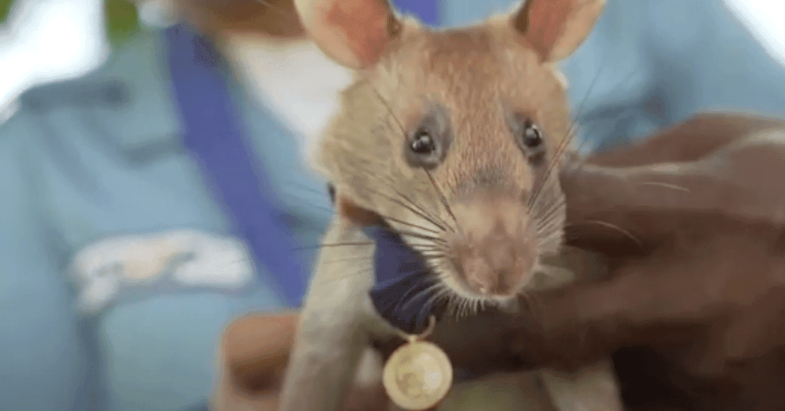 Rata es condecorada por salvar cientos de vidas humanas