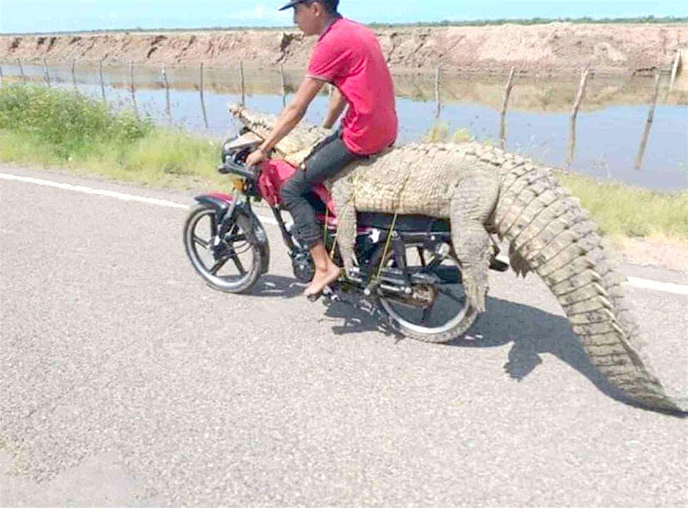 Video: Se roban cocodrilo en Sinaloa y lo "trepan" a la moto