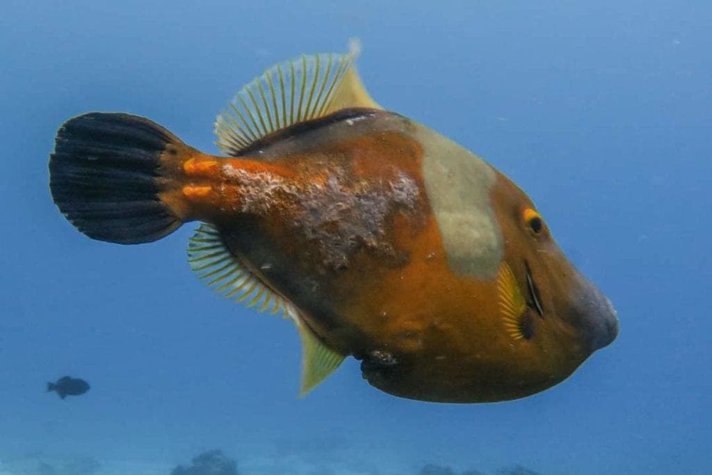 Detectan peces enfermos en Cozumel