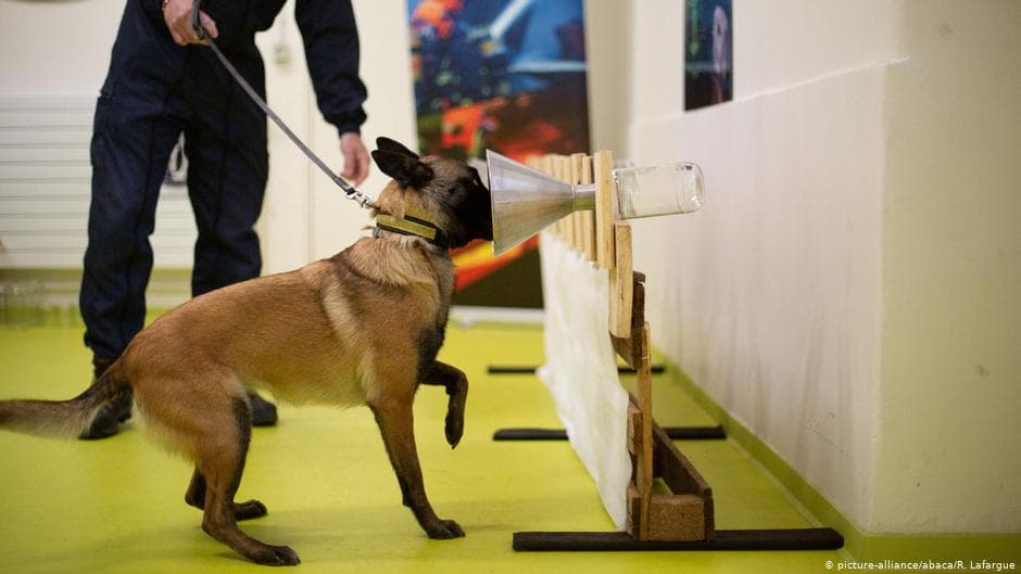 Aeropuerto de Helsinki usará perros adiestrados para detectar el Covid-19