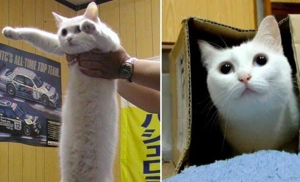 Muere Nobiko el 'gato largo' en Japón; era una leyenda de los memes