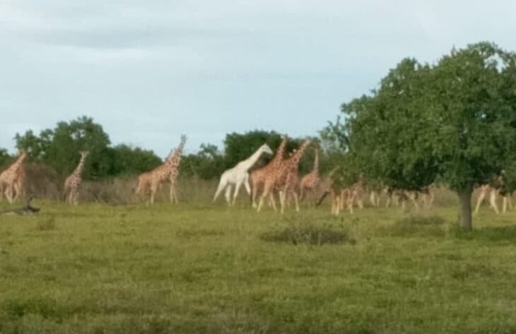 FOTOS: Encuentran a la última jirafa blanca macho que queda en el planeta