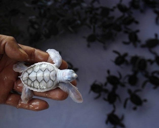 Después de varios años, nace una tortuga albina en Cozumel