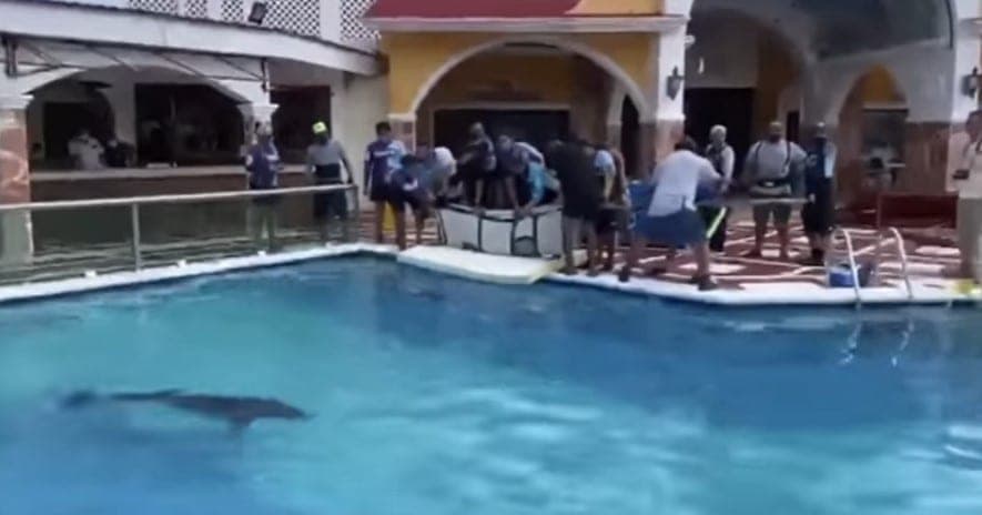 Ponen a delfines en alberca de hotel en Cozumel