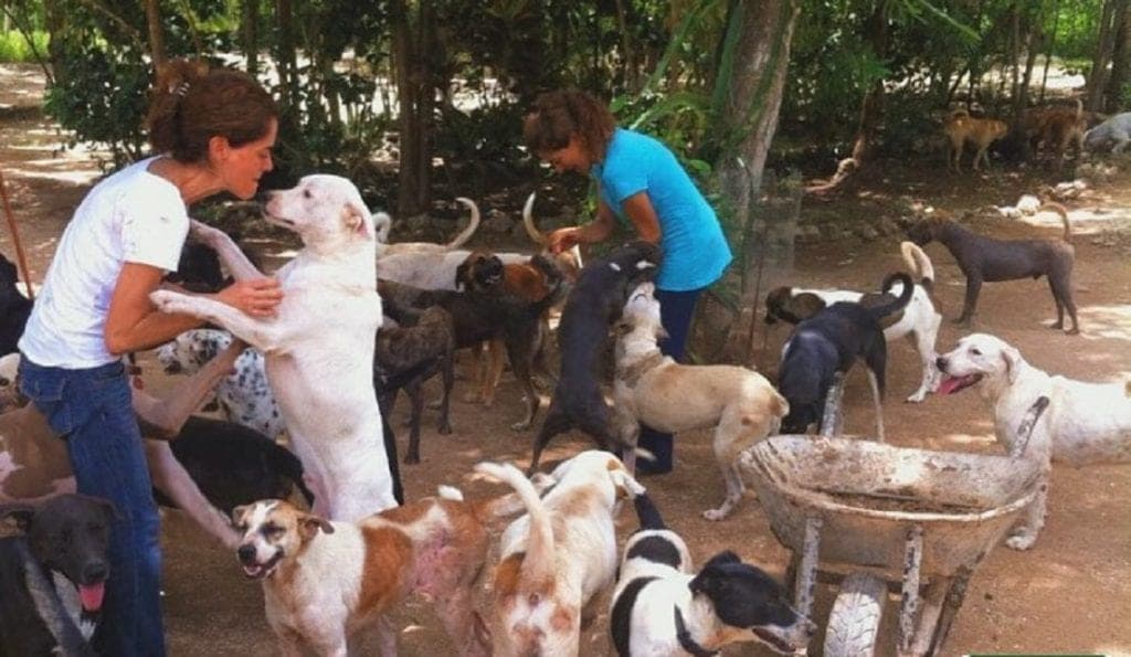 Urgente apoyar a "Tierra de Animales": reportan diario hasta 20 perros por abandono