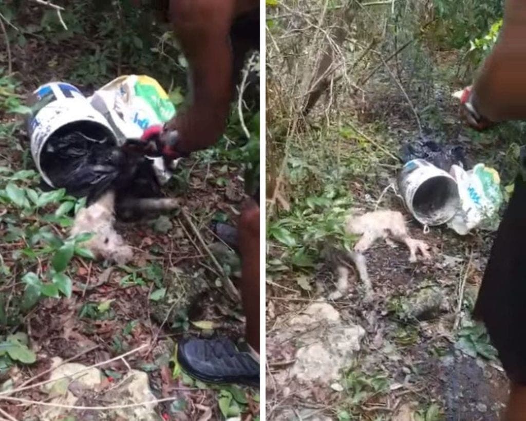 ¡Indignante! Embolsan y abandonan vivo a un perrito en Cozumel