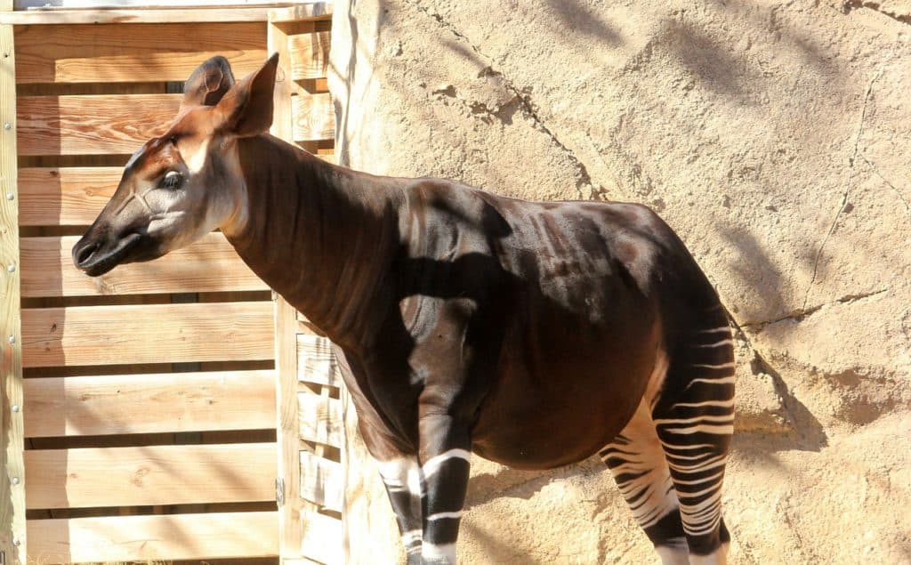 Video: Zoológico de Londres festeja nacimiento de un okapi, pariente de las jirafas