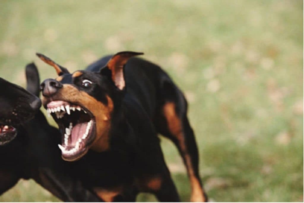 Proponen castigar con cárcel peleas de animales en CDMX