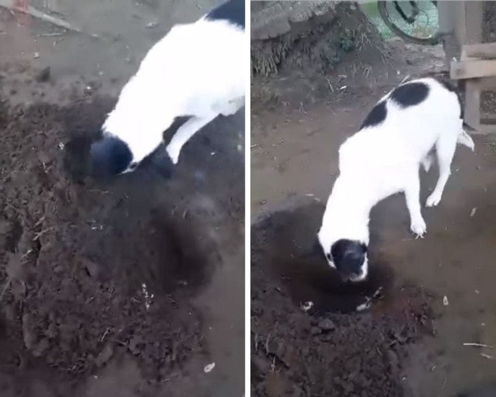 ¡Conmovedor! Perrita cava tumba para enterrar a su cachorro recién fallecido