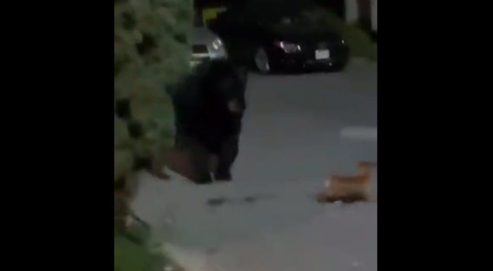 Video: Perrito Chihuahua se enfrenta a oso negro ¡Mira lo que pasó!