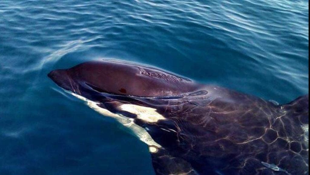 Fotos: Captan orcas nadando cerca de Puerto Escondido en Oaxaca