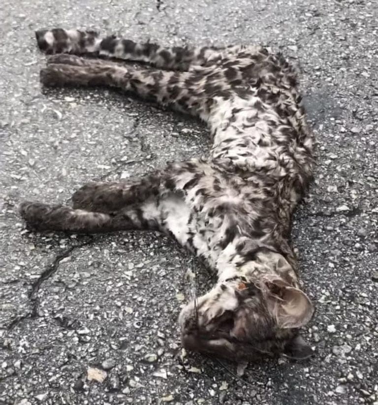 Ahora matan a un tigrillo tras atropellarlo en la carretera Cafetal-Mahahual