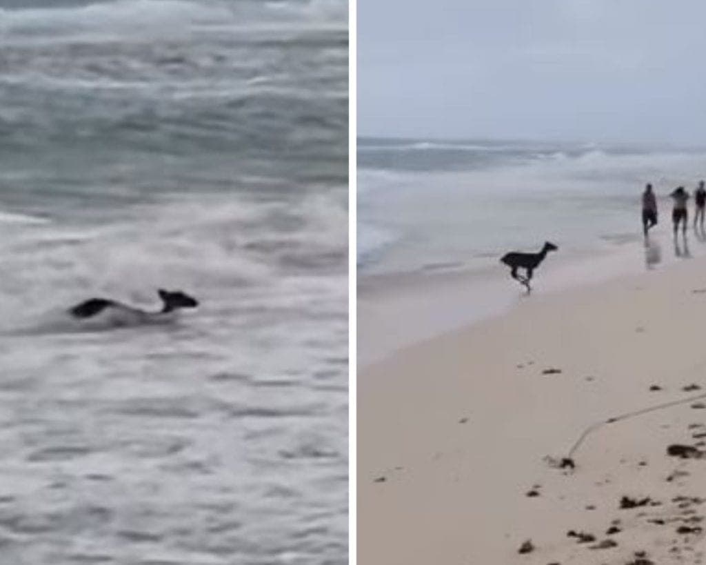 Video: captan a venado saliendo del mar en Playacar y se vuelve viral