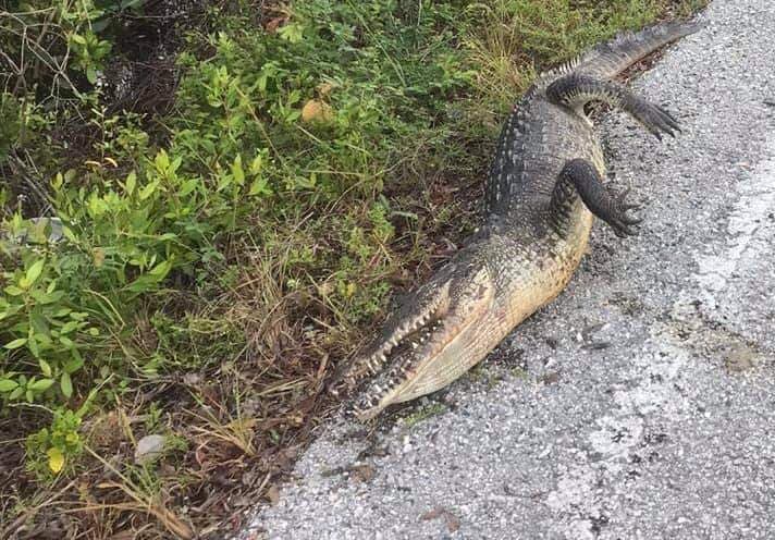 ¡Sobrevive enorme cocodrilo atropellado en Cozumel!