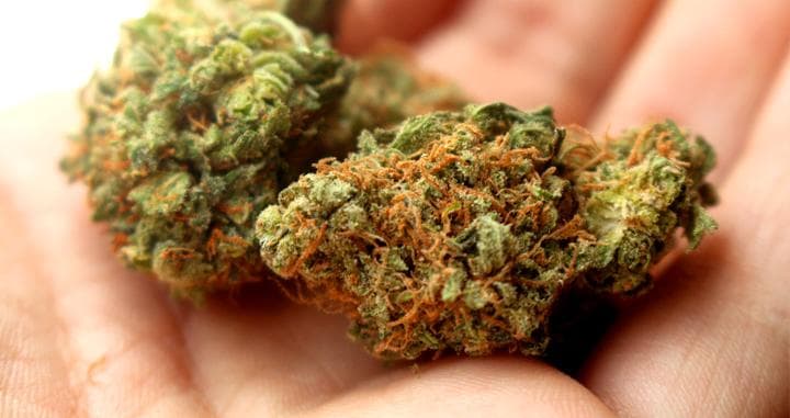 Aprueba Cofepris una petición para uso lúdico y recreativo de marihuana en Quintana Roo