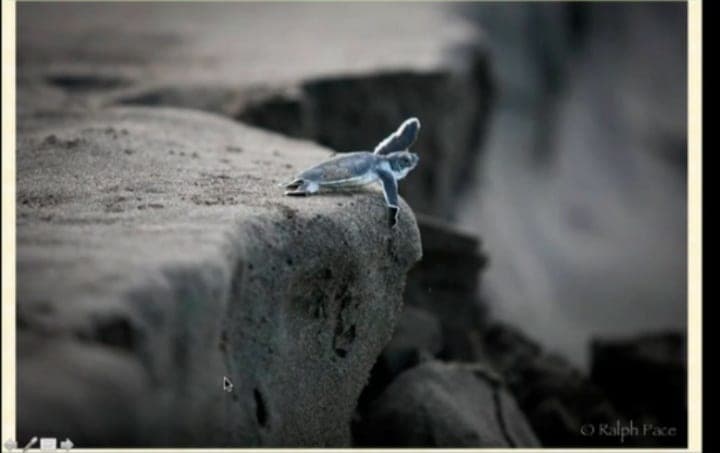 Revelan tortugas marinas salud del medio ambiente: expertos