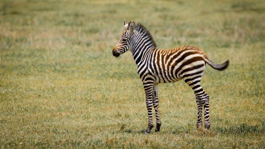Una bebé cebra muere aterrada luego de escuchar detonación de fuegos artificiales